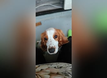 Wir sagen ihm: "Ervik, ein Hund muss tapfer sein, hör auf zu weinen."