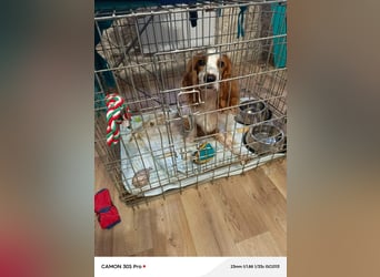 Wir sagen ihm: "Ervik, ein Hund muss tapfer sein, hör auf zu weinen."