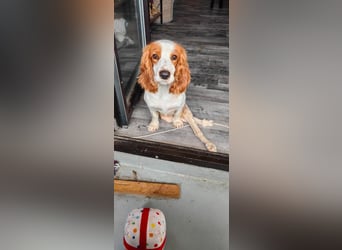 Wir sagen ihm: "Ervik, ein Hund muss tapfer sein, hör auf zu weinen."