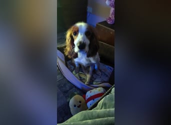 Wir sagen ihm: "Ervik, ein Hund muss tapfer sein, hör auf zu weinen."