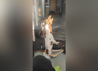 Wir sagen ihm: "Ervik, ein Hund muss tapfer sein, hör auf zu weinen."