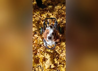 Wir sagen ihm: "Ervik, ein Hund muss tapfer sein, hör auf zu weinen."