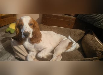 Wir sagen ihm: "Ervik, ein Hund muss tapfer sein, hör auf zu weinen."