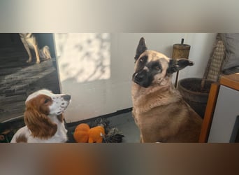 Wir sagen ihm: "Ervik, ein Hund muss tapfer sein, hör auf zu weinen."