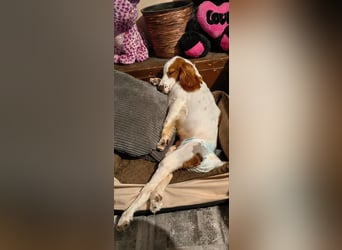 Wir sagen ihm: "Ervik, ein Hund muss tapfer sein, hör auf zu weinen."