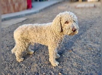 CLIFFORD-hatte ein gutes Zuhause und sucht sein endgültiges, liebevolles "Für-immer-Zuhause" CLIFFORD-hatte ein gutes Zuhause und sucht sein endgültiges, liebevolles "Für-immer-Zuhause"