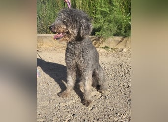TARA-nach 11 Jahren ins Tierheim gegeben-Tara sucht sehnsüchtig neue Familie
