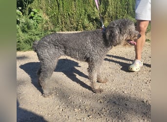 TARA-nach 11 Jahren ins Tierheim gegeben-Tara sucht sehnsüchtig neue Familie