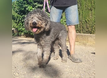 TARA-nach 11 Jahren ins Tierheim gegeben-Tara sucht sehnsüchtig neue Familie