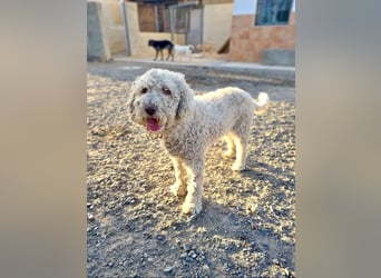 CLIFFORD-hatte ein gutes Zuhause und sucht sein endgültiges, liebevolles "Für-immer-Zuhause" CLIFFORD-hatte ein gutes Zuhause und sucht sein endgültiges, liebevolles "Für-immer-Zuhause"