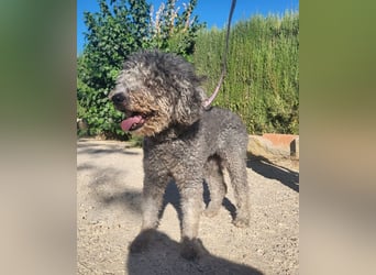 TARA-nach 11 Jahren ins Tierheim gegeben-Tara sucht sehnsüchtig neue Familie