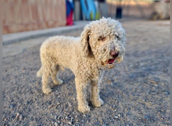 CLIFFORD-hatte ein gutes Zuhause und sucht sein endgültiges, liebevolles "Für-immer-Zuhause" CLIFFORD-hatte ein gutes Zuhause und sucht sein endgültiges, liebevolles "Für-immer-Zuhause"