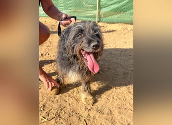 Maya - befindet sich in einer Pflegestelle in 72348 Rosenfeld