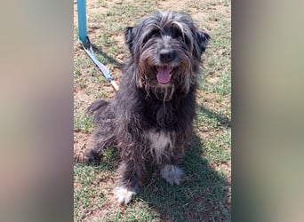 Maya - befindet sich in einer Pflegestelle in 72348 Rosenfeld