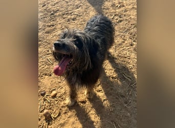 Maya - befindet sich in einer Pflegestelle in 72348 Rosenfeld