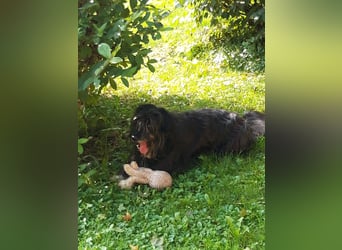 Maya - befindet sich in einer Pflegestelle in 72348 Rosenfeld