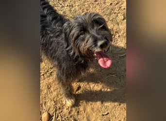 Maya - befindet sich in einer Pflegestelle in 72348 Rosenfeld