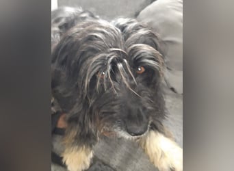 Maya - befindet sich in einer Pflegestelle in 72348 Rosenfeld