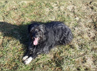 Maya - befindet sich in einer Pflegestelle in 72348 Rosenfeld