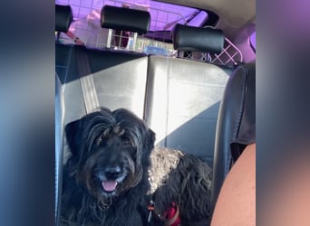 Maya - befindet sich in einer Pflegestelle in 72348 Rosenfeld