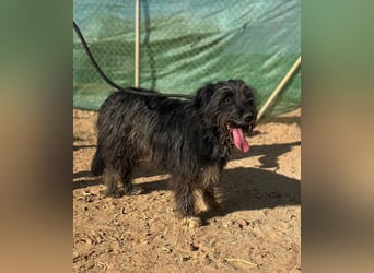 Maya - befindet sich in einer Pflegestelle in 72348 Rosenfeld