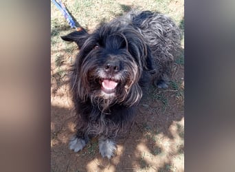 Maya - befindet sich in einer Pflegestelle in 72348 Rosenfeld