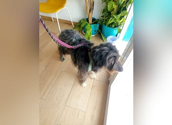 Maya - befindet sich in einer Pflegestelle in 72348 Rosenfeld