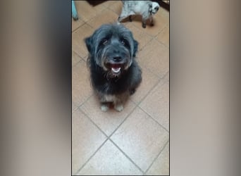 Maya - befindet sich in einer Pflegestelle in 72348 Rosenfeld