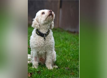 Rocky sucht seine Menschen