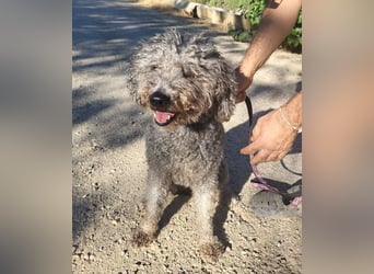 Tolle TARA-unverschuldet im Tierheim und sucht sehnsüchtig neue Familie