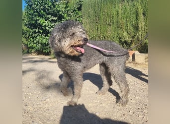 Tolle TARA-unverschuldet im Tierheim und sucht sehnsüchtig neue Familie