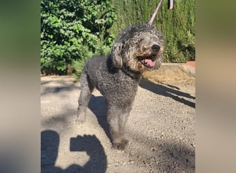 Tolle TARA-unverschuldet im Tierheim und sucht sehnsüchtig neue Familie