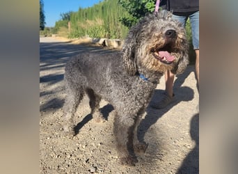 Tolle TARA-unverschuldet im Tierheim und sucht sehnsüchtig neue Familie