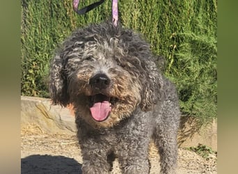 Tolle TARA-unverschuldet im Tierheim und sucht sehnsüchtig neue Familie