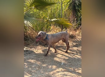 Pancho