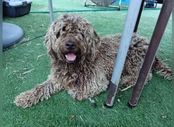 Otto