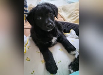 Caiden wünscht sich ein eigenes Körbchen