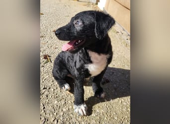 Bohdi wartet auf seine Familie