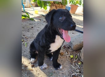 Bohdi wartet auf seine Familie