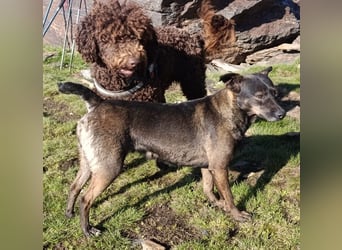 Caiden wünscht sich ein eigenes Körbchen