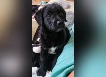 Caiden wünscht sich ein eigenes Körbchen