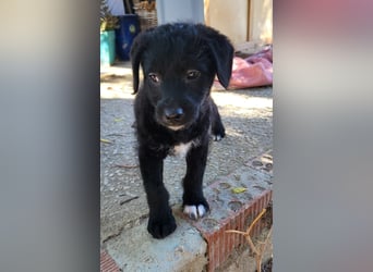 Caiden wünscht sich ein eigenes Körbchen