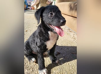 Bohdi wartet auf seine Familie