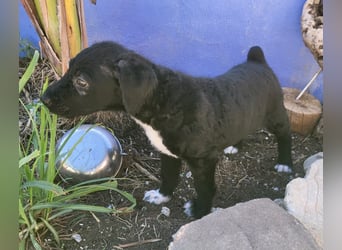 Bohdi wartet auf seine Familie