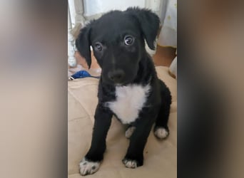 Bohdi wartet auf seine Familie