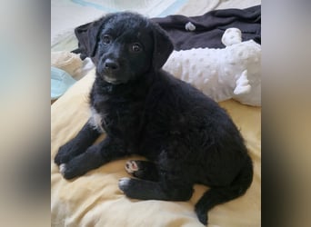 Caiden wünscht sich ein eigenes Körbchen