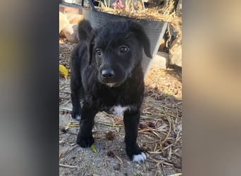 Caiden wünscht sich ein eigenes Körbchen