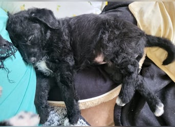 Caiden wünscht sich ein eigenes Körbchen