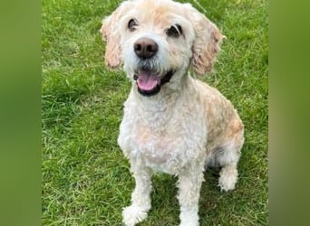 Trennungsopfer SIMBA-wartet in 06905 Bad Schmiede-stubenrein,Frohnatur,verschmust,begeisterungsfähig