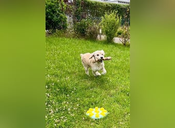 Trennungsopfer SIMBA-wartet in 06905 Bad Schmiede-stubenrein,Frohnatur,verschmust,begeisterungsfähig